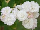 Anne-Marie de Montravel (Floribunda Rose) Picture of the rose 'Anne-Marie de Montravel' (Floribunda Rose)