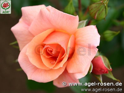 Picture of the rose 'Aprikola' (Floribunda Rose)