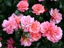 Aprikola (Floribunda Rose) Picture of the rose 'Aprikola' (Floribunda Rose)