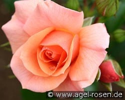 Aprikola (Floribunda Rose) Picture of the rose 'Aprikola' (Floribunda Rose)