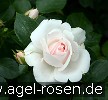 Picture of the rose 'Aspirin Rose' (Floribunda Rose)