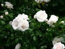 Aspirin Rose (Floribunda Rose) Picture of the rose 'Aspirin Rose' (Floribunda Rose)