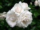Aspirin Rose (Floribunda Rose) Picture of the rose 'Aspirin Rose' (Floribunda Rose)