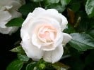 Aspirin Rose (Floribunda Rose) Picture of the rose 'Aspirin Rose' (Floribunda Rose)
