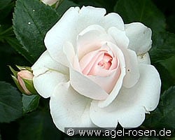 Aspirin Rose (Floribunda Rose) Picture of the rose 'Aspirin Rose' (Floribunda Rose)