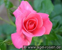 Bad Birnbach (Floribunda Rose) Picture of the rose 'Bad Birnbach' (Floribunda Rose)