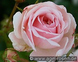 Ballade (Floribunda Rose) Picture of the rose 'Ballade' (Floribunda Rose)
