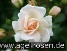Picture of the rose 'Banquet' (Floribunda Rose)