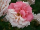 Banquet (Floribunda Rose) Picture of the rose 'Banquet' (Floribunda Rose)