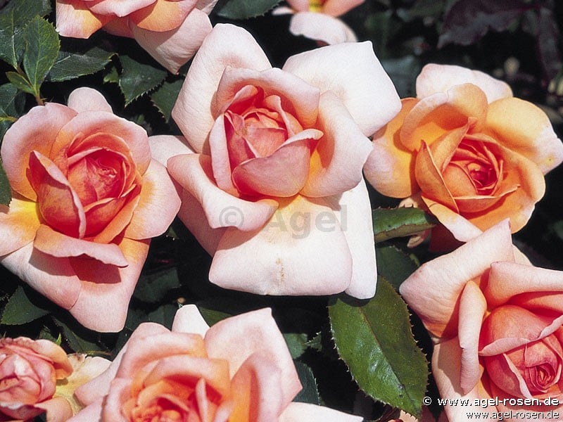 Picture of the rose 'Belle de Seigneur' (Floribunda Rose)