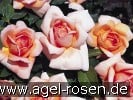 Picture of the rose 'Belle de Seigneur' (Floribunda Rose)