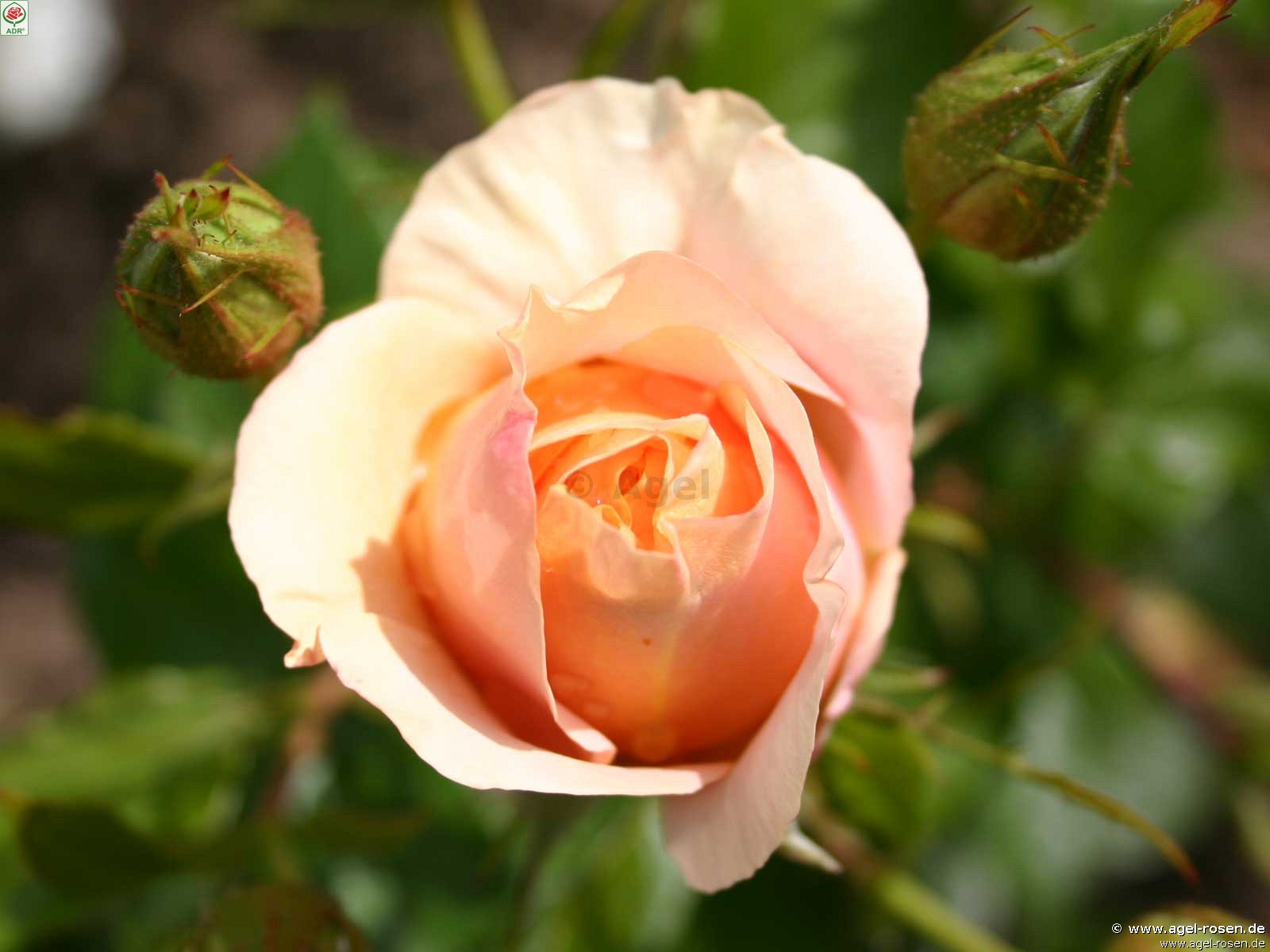 Picture of the rose 'Bengali' (Floribunda Rose)