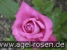 Blue Parfum (Floribunda Rose) Picture of the rose 'Blue Parfum' (Floribunda Rose)