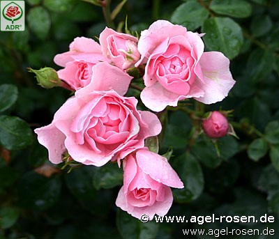 Picture of the rose 'Bonica 82' (Floribunda Rose)