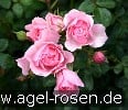 Picture of the rose 'Bonica 82' (Floribunda Rose)