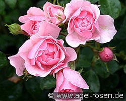 Bonica 82 (Floribunda Rose) Picture of the rose 'Bonica 82' (Floribunda Rose)
