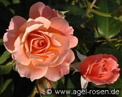 Bordure Abricot (Floribunda Rose) Picture of the rose 'Bordure Abricot' (Floribunda Rose)