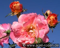 Bordure Camaïeu (Floribunda Rose) Picture of the rose 'Bordure Camaïeu' (Floribunda Rose)