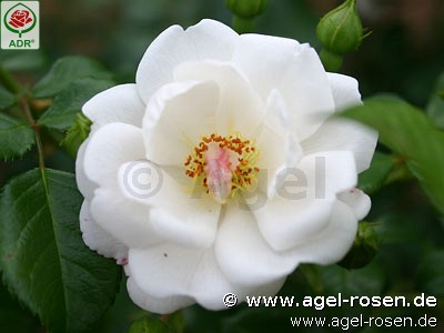 Picture of the rose 'Brautzauber' (Floribunda Rose)