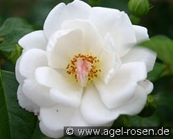 Brautzauber (Floribunda Rose) Picture of the rose 'Brautzauber' (Floribunda Rose)