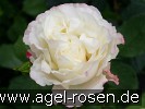 Picture of the rose 'Carmagnole' (Floribunda Rose)