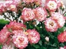 Carmagnole (Floribunda Rose) Picture of the rose 'Carmagnole' (Floribunda Rose)