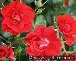 Cassandra (Floribunda Rose) Picture of the rose 'Cassandra' (Floribunda Rose)