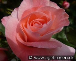 Céline Delbard (Floribunda Rose) Picture of the rose 'Céline Delbard' (Floribunda Rose)