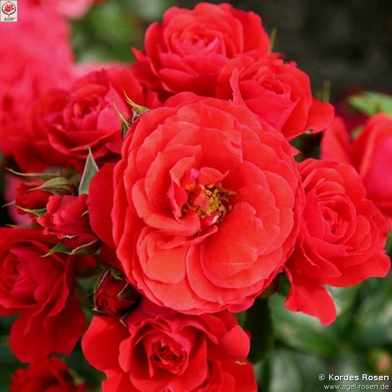 Picture of the rose 'Cherry Girl' (Floribunda Rose)