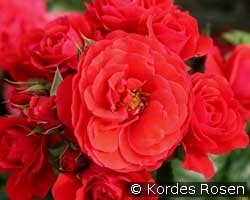 Cherry Girl (Floribunda Rose) Picture of the rose 'Cherry Girl' (Floribunda Rose)