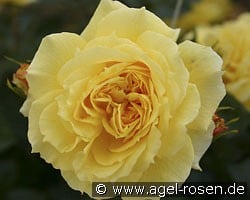 China Girl (Floribunda Rose) Picture of the rose 'China Girl' (Floribunda Rose)