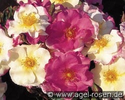 Citron Fraise (Floribunda Rose) Picture of the rose 'Citron Fraise' (Floribunda Rose)