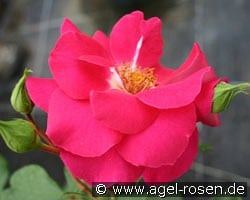 Clos Fleuri Bicolore (Floribunda Rose) Picture of the rose 'Clos Fleuri Bicolore' (Floribunda Rose)