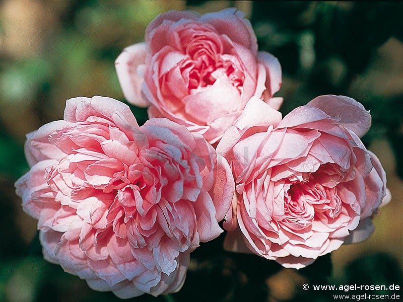 Comtesse de Ségur (Floribunda Rose) Picture of the rose 'Comtesse de Ségur' (Floribunda Rose)
