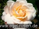 Picture of the rose 'Crystal Palace' (Floribunda Rose)