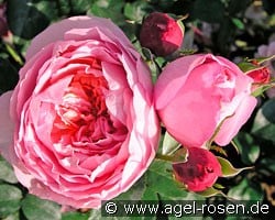 Dames de Chenonceau (Floribunda Rose) Picture of the rose 'Dames de Chenonceau' (Floribunda Rose)