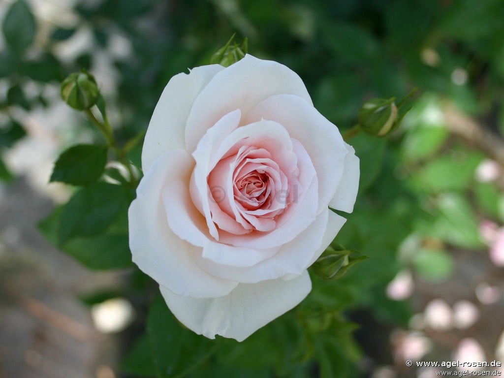Dr. Rainer Klimke (Floribunda Rose) Picture of the rose 'Dr. Rainer Klimke' (Floribunda Rose)