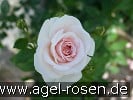 Picture of the rose 'Dr. Rainer Klimke' (Floribunda Rose)