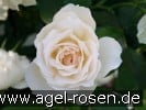 Picture of the rose 'Edelweiß' (Floribunda Rose)