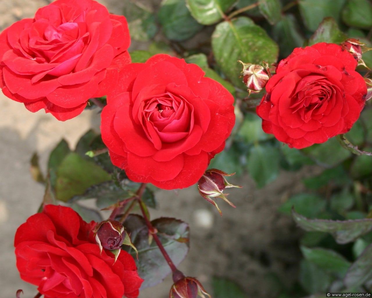 Europeana (Floribunda Rose) Picture of the rose 'Europeana' (Floribunda Rose)
