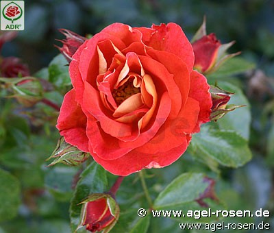Picture of the rose 'Gebrüder Grimm' (Floribunda Rose)