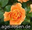 Picture of the rose 'Goldelse' (Floribunda Rose)