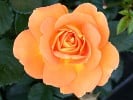 Goldelse (Floribunda Rose) Picture of the rose 'Goldelse' (Floribunda Rose)