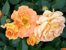 Goldelse (Floribunda Rose) Picture of the rose 'Goldelse' (Floribunda Rose)