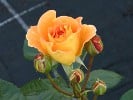 Goldelse (Floribunda Rose) Picture of the rose 'Goldelse' (Floribunda Rose)