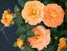 Goldelse (Floribunda Rose) Picture of the rose 'Goldelse' (Floribunda Rose)