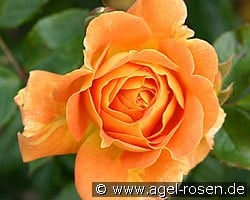 Goldelse (Floribunda Rose) Picture of the rose 'Goldelse' (Floribunda Rose)