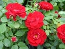 Grand Palace (Floribunda Rose) Picture of the rose 'Grand Palace' (Floribunda Rose)