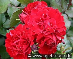 Happy Wanderer (Floribunda Rose) Picture of the rose 'Happy Wanderer' (Floribunda Rose)