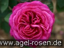Picture of the rose 'Heidi Klum Rose' (Floribunda Rose)